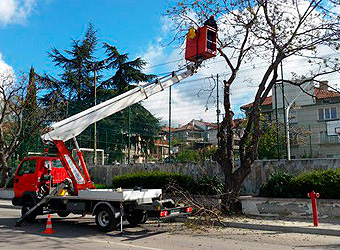 Кастрене и рязане на дървета